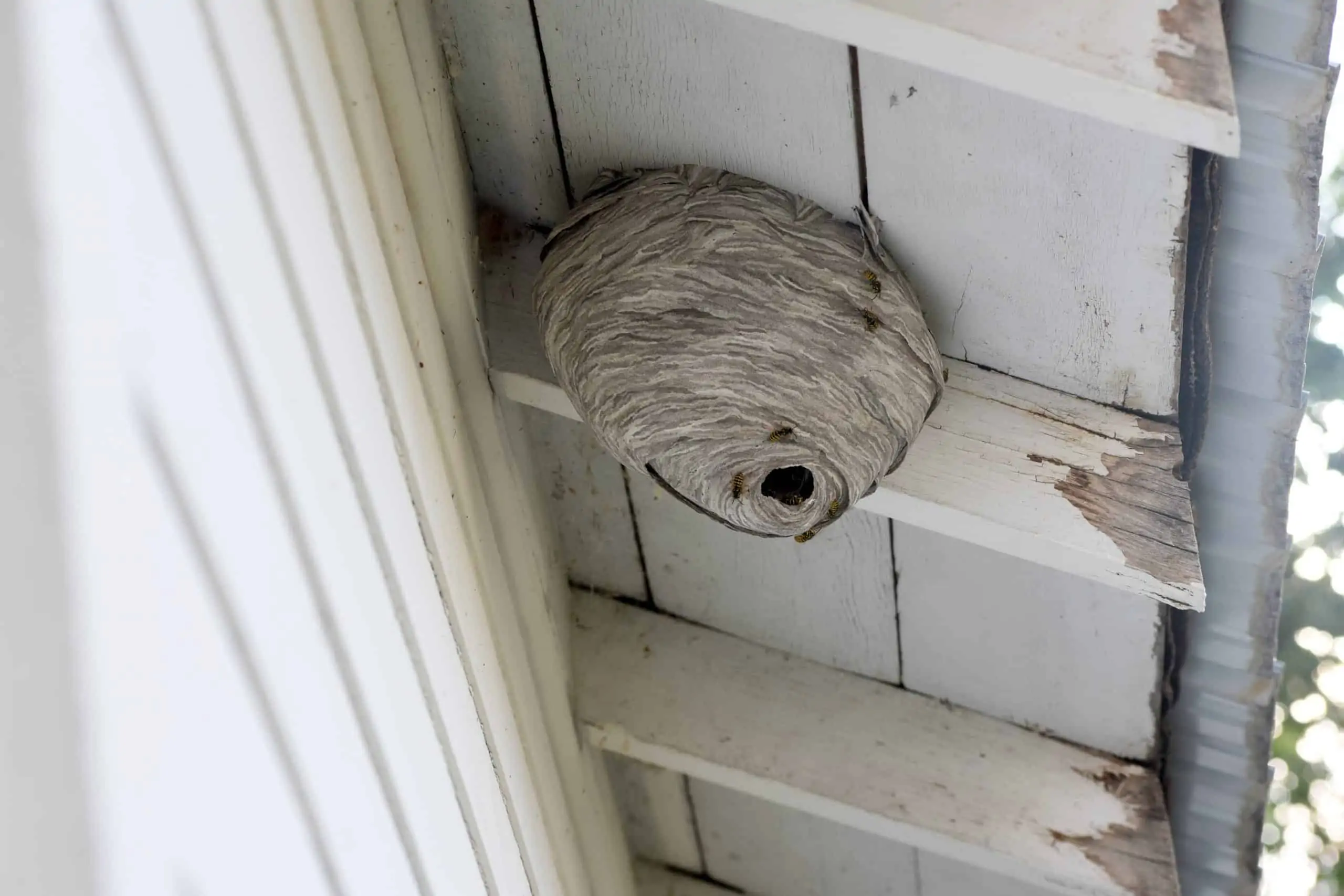 Home Services image is a wasp nest in the eaves of a homeowners roof.