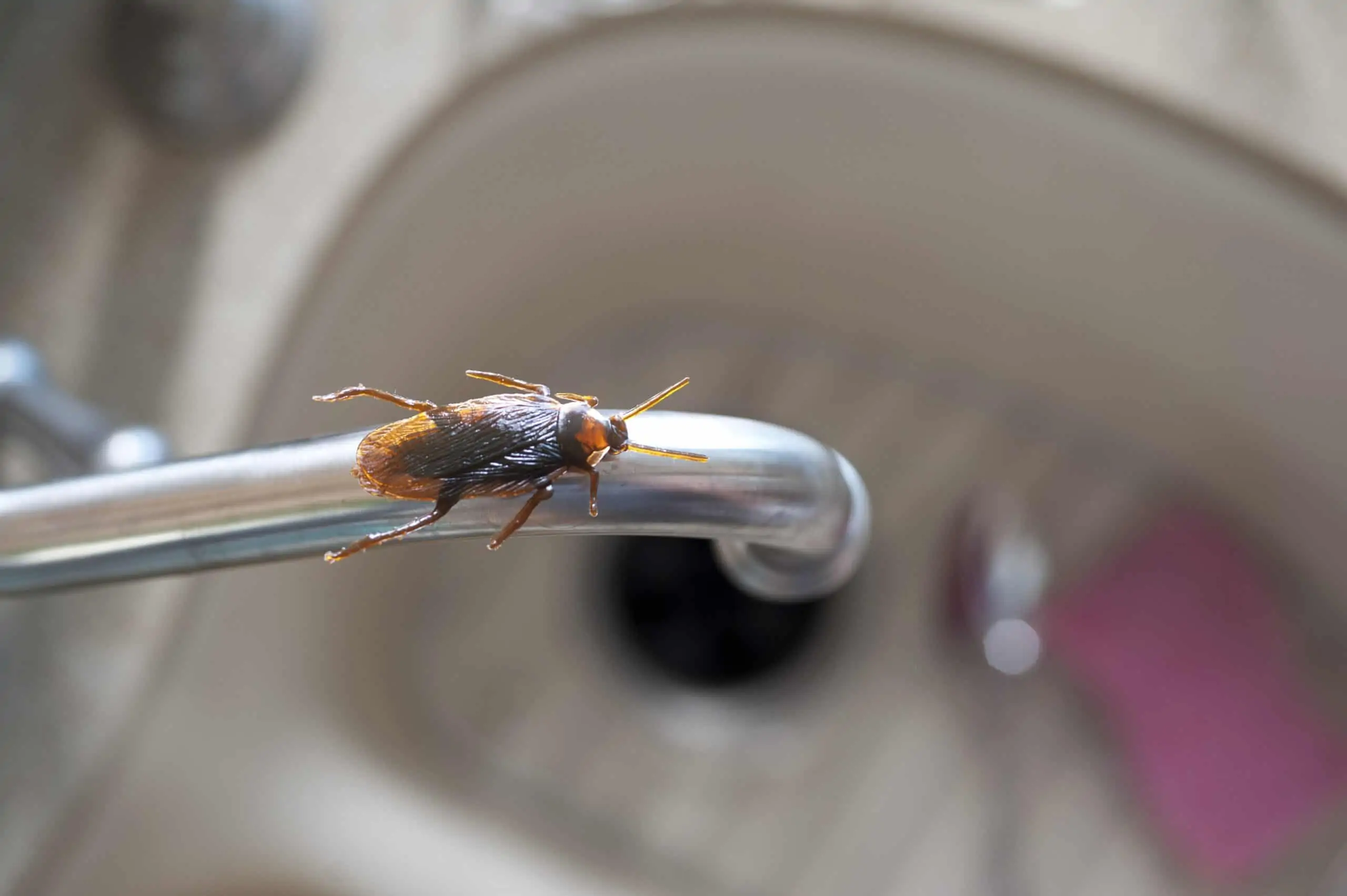 Business services image is a cockroach on the faucet of a sink with the camera angle looking into the sink.