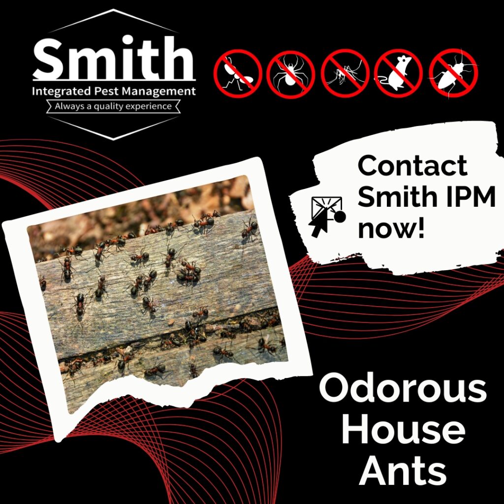 Smith IPM Odorous House Ant Picture