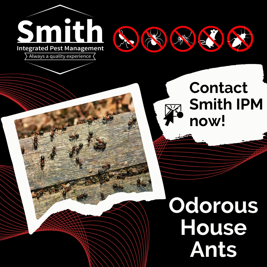 Odorous House Ants of Indiana