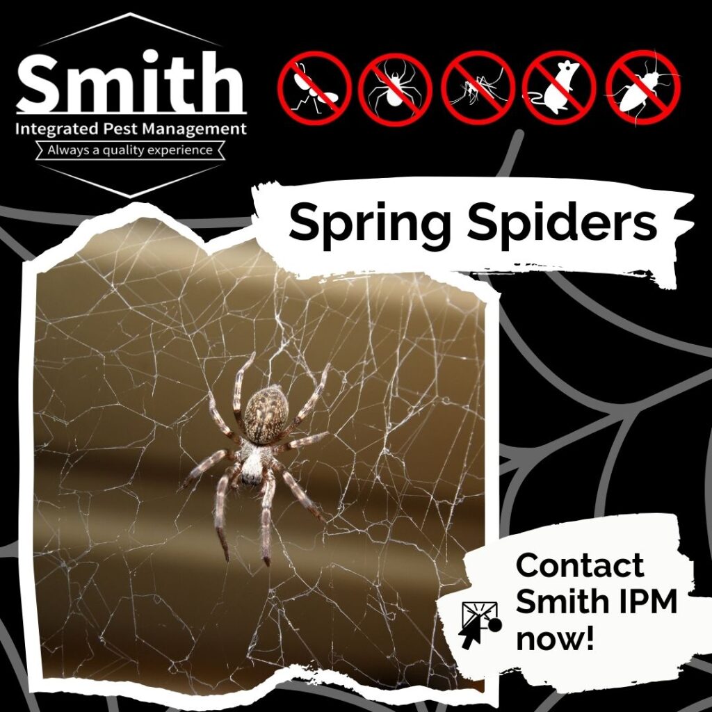 Spring Spiders in Lafayette, Indiana