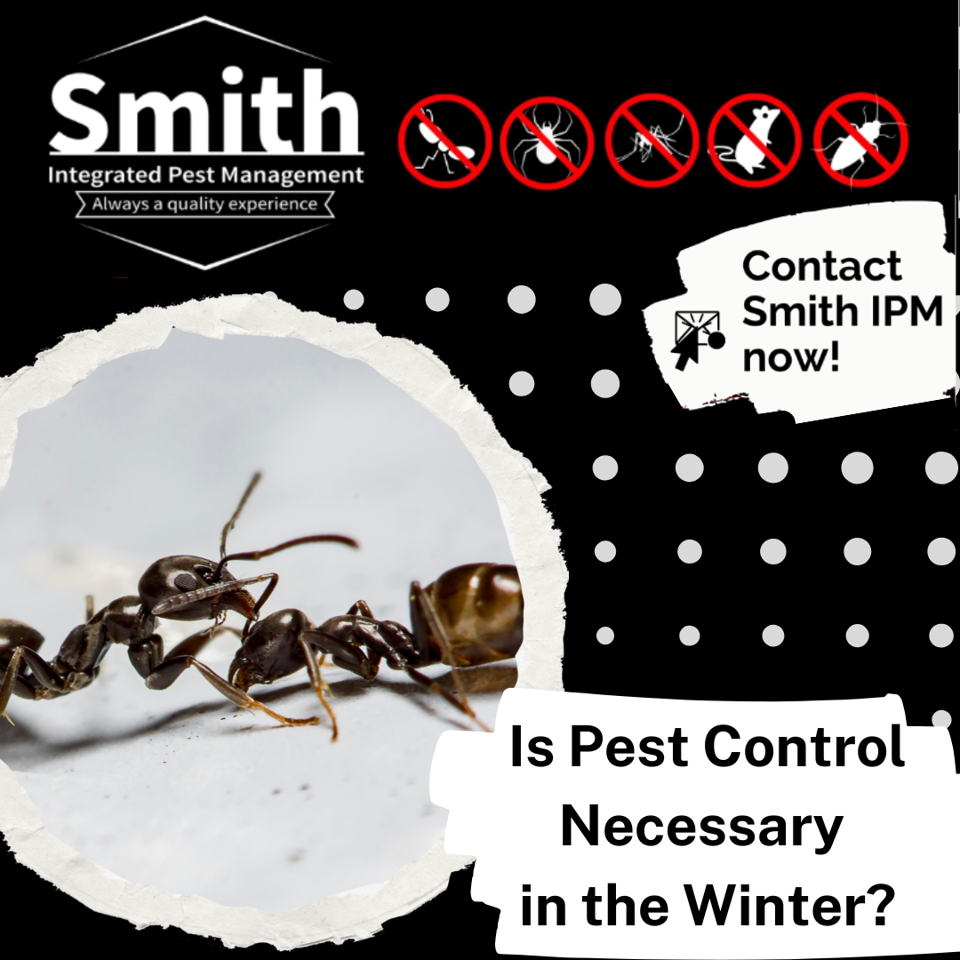 Is Pest Control Necessary in the Winter in Cold States? Top Reasons You Shouldn't Skip It