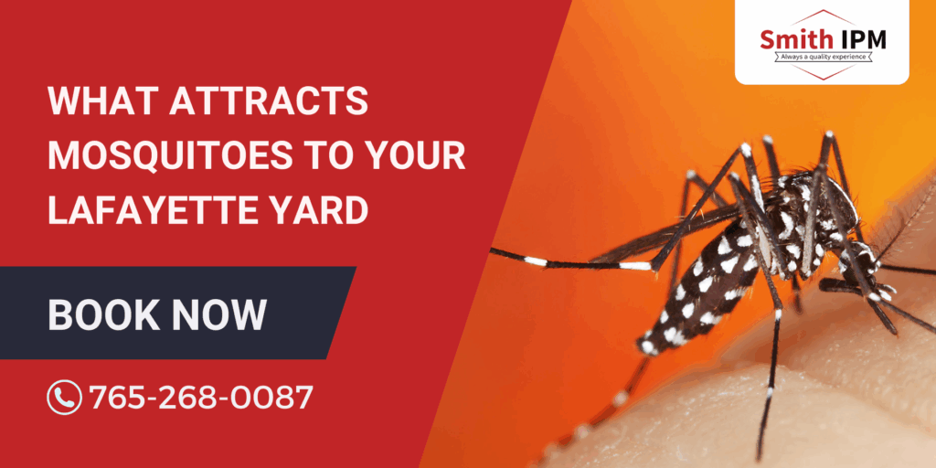 Attracts Mosquitoes to Your Lafayette Yard