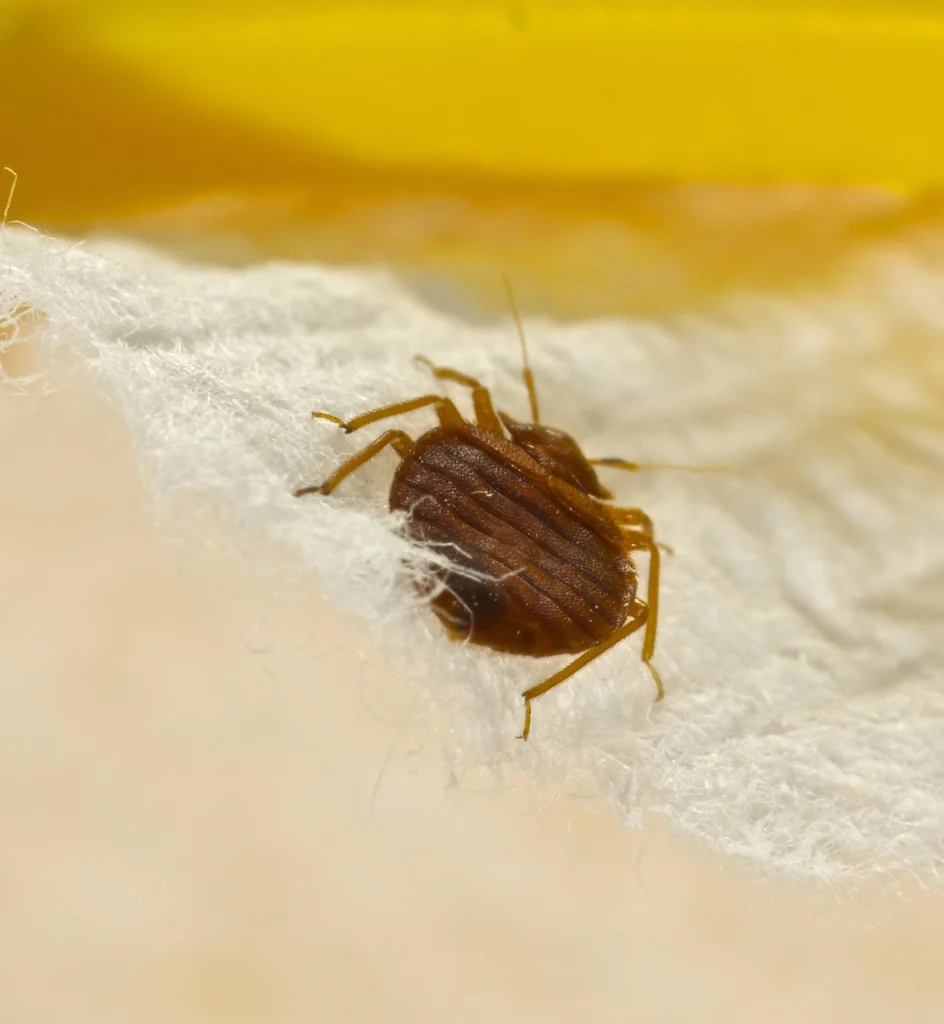 Bed Bug Solutions