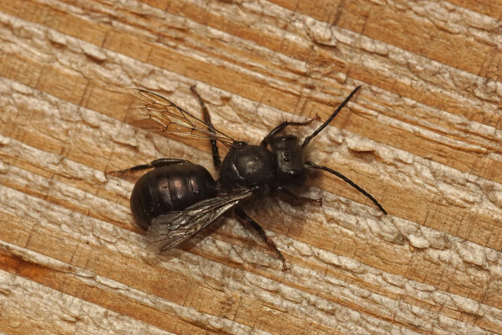 Carpenter Ant Control