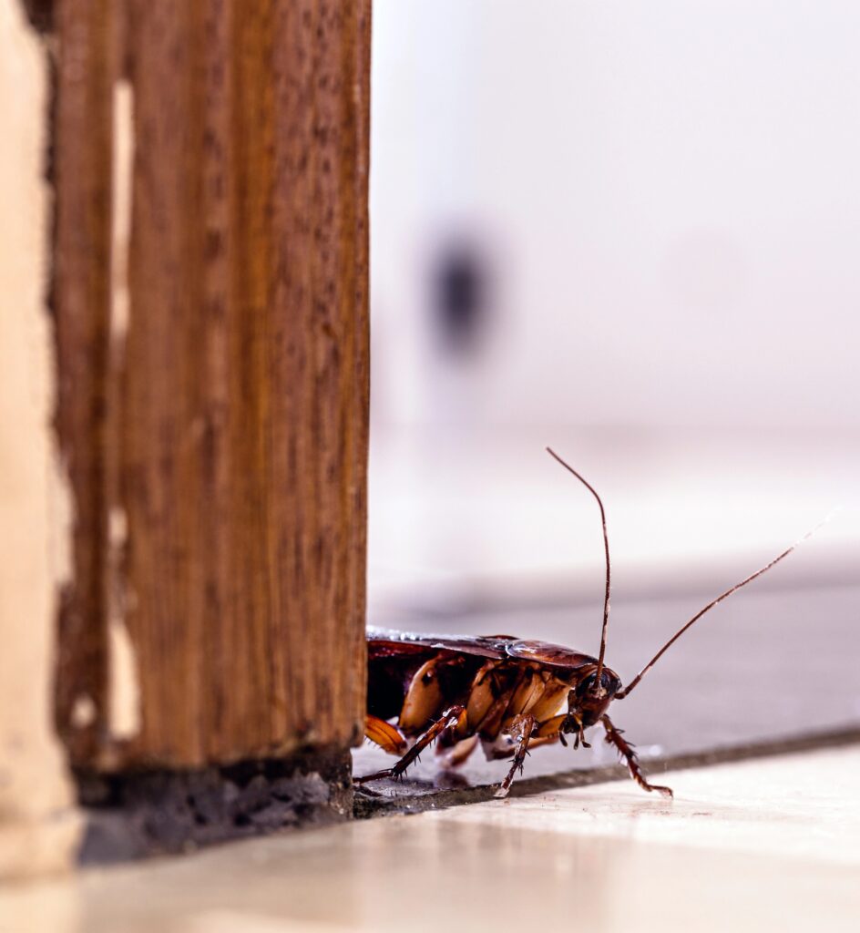 Cockroach Control