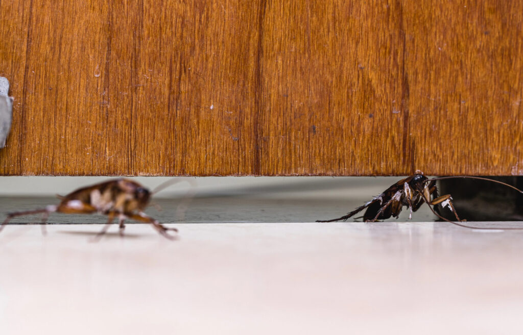 Annual Home Pest Management