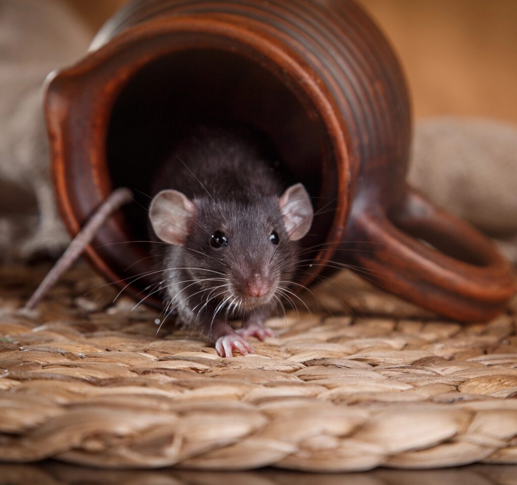 rodent control