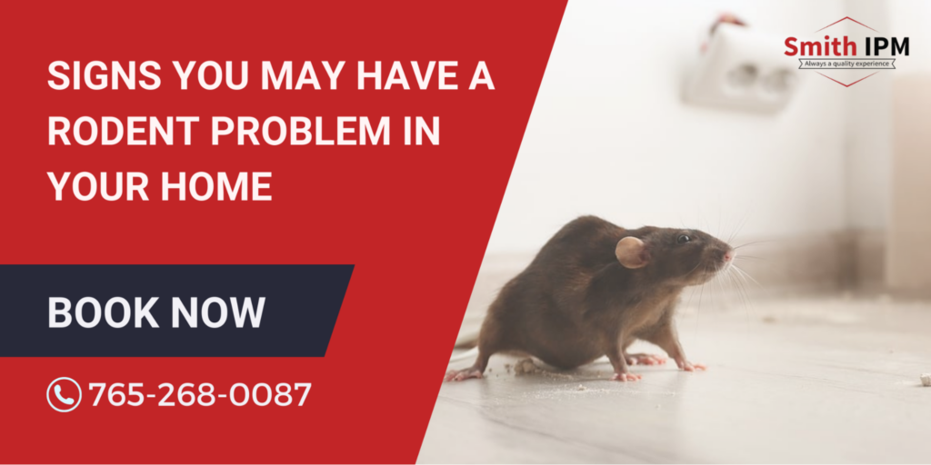 Common Signs of Rodent Infestation