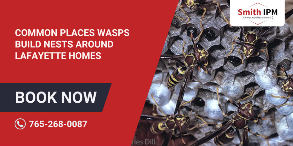 Places Wasps Build Nests Around Lafayette Homes