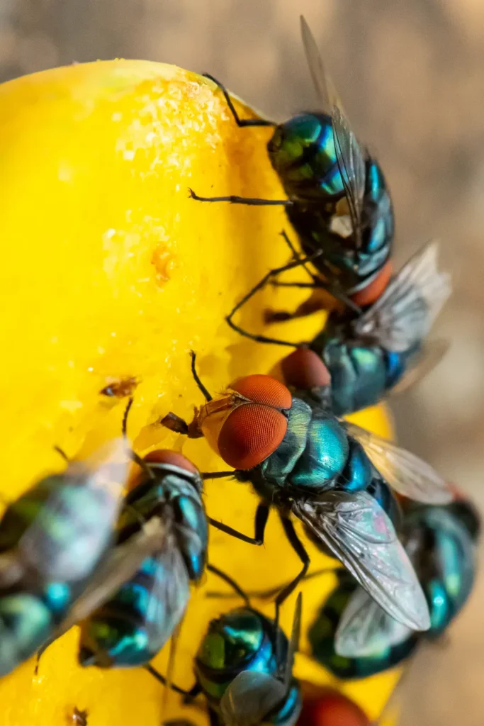 Residential Cluster Fly Control in Lafayette