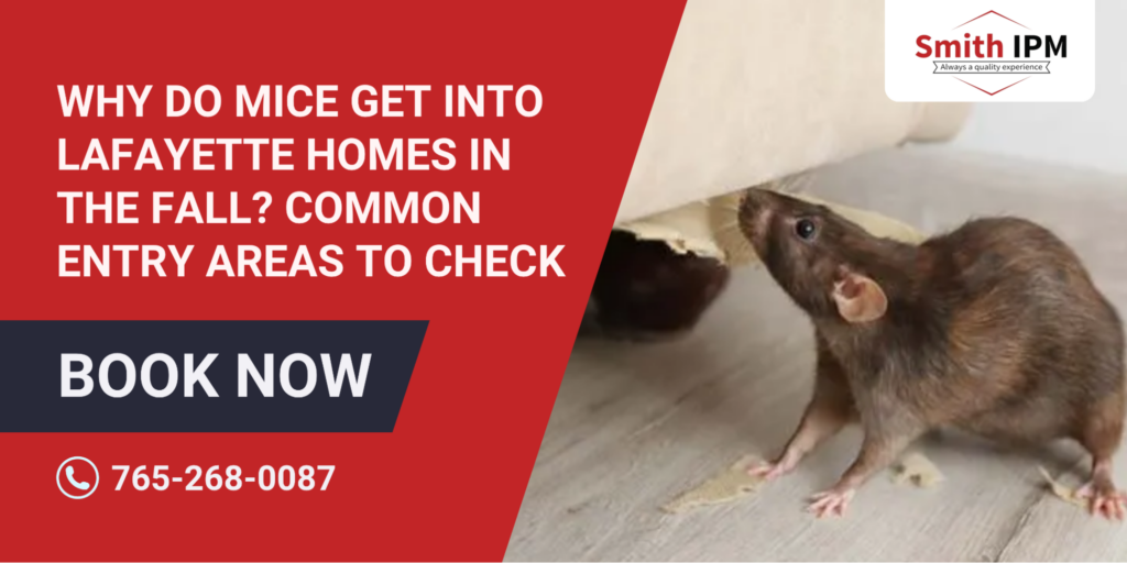 Why Do Mice Get Into Lafayette Homes in the Fall?