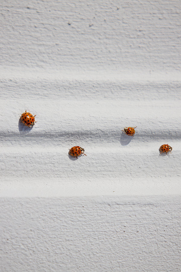 Commercial Lady Bug Control