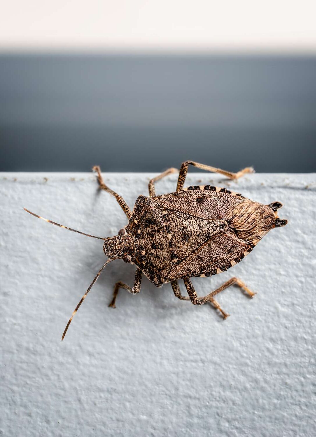 stink-bugs